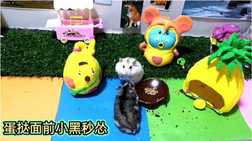 熊童子搞笑视频,萌态百出，笑料连连