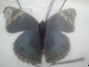 蝴蝶资料名字,探寻斑斓翅膀下的自然奥秘