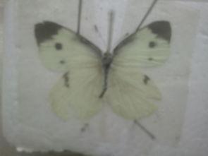 蝴蝶资料名字,探寻斑斓翅膀下的自然奥秘