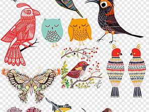 蝴蝶资料名字,探寻斑斓翅膀下的自然奥秘