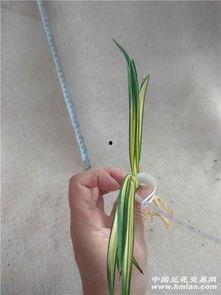 秋芝图片,秋意盎然，芝兰芬芳