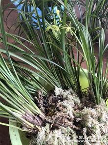 秋芝图片,秋意盎然，芝兰芬芳