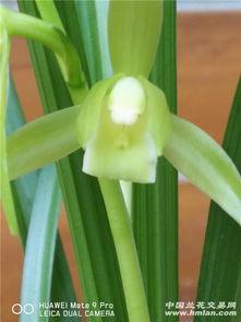 秋芝图片,秋意盎然，芝兰芬芳